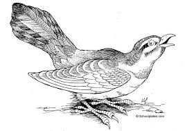 Check out our nice collection of the bird coloring pages. Coloring Page Bird Free Printable Coloring Pages Img 2886
