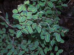 Image result for Pellaea