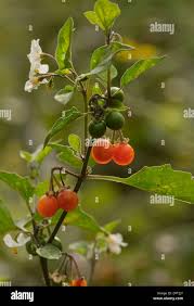 Image result for Solanum villosum