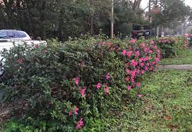 This allows sunlight and air movement in the center of the shrub, which promotes healthy new growth. Pruning Azaleas For Color Gardening In The Panhandle