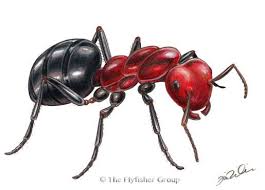 Black Ant Sugar Ant Bites Pictures Terrestrial Black Red Ant Ants Blue Winged Olive Fly Fishing