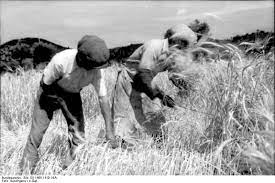 Maybe you would like to learn more about one of these? Faucille Wikipedia