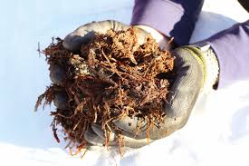 Mushroom compost can significantly improve clayey, compact, and chalky soil. Mushroom Compost Bulk Mushroom Mulch Premium Topsoil Supplies