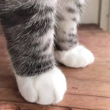 Pin On Cat Facts