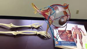 Promo Human Anatomy Atlas 2018 Visible Body Youtube