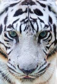 Johnnybravo20 White Tiger Face By Mark Dumont White Tiger Tiger Face Wild Cats