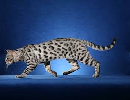 Bengal cats are recommended for experienced cat owners. Bengal Cat Pet Care Wiki Fandom
