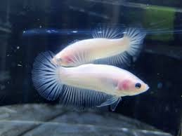 Video kali ini adalah tentang perbedaan ikan cupang jantan dan ikan cupang betina. Pbmbzinspau5sm