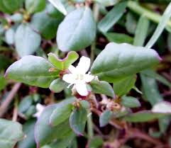 Image result for Trianthema