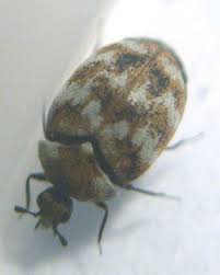 Carpet beetles are the number one british textile pest and are invading homes this time of year. Carpet Beetles Pest Control Services In Glasgow And Edinburgh Graham Pest Control