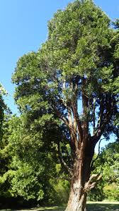Image result for Calocedrus decurrens