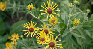 Die tatsächlichen zutrittsbedingungen können inzidenzbedingt variieren. Botanischer Garten Landschaft Th Owl