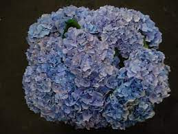 Hydrangea Bodensee Medium Blue Types Of Flowers Hydrangea Flower Power