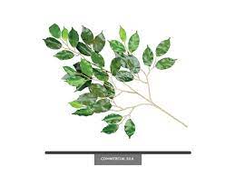 Product titleakoada 12 pcs ficus branch tree spray green artifici. Ficus Benjamina Foliage Artificial Tree Branches Commercial Silk
