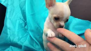 49 видео687 просмотровобновлен 22 янв. Apple Head Chihuahua Puppies Petsidi