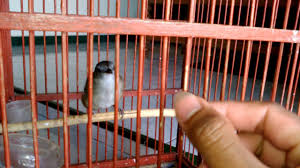 Check spelling or type a new query. Pelanduk Semak Betina By Andi Mustofa Channel