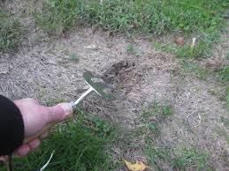 Check spelling or type a new query. Autumn Lawn Repair Kevin Lee Jacobs