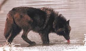 Tundra Wolf Facts Size Diet Habitat Information