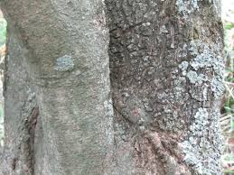 Image result for Glenniea africana