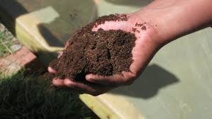 Can you eat tomatoes grown in human waste? Human Waste Reuse Solution To A Growing Sanitation Problem Our World