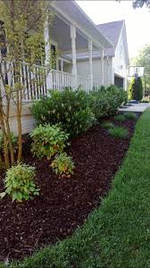 Cherry Laurels Front Yard Landscape Yard Landscaping Front House Landscaping Front Yard Landscaping