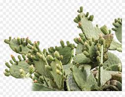 Here you can explore hq prickly pear transparent illustrations, icons and clipart with filter setting like size, type, color etc. Prickly Pear Cactus Png Free Prickly Pear Cactus Png Transparent Images 88060 Pngio