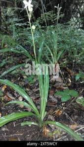 Image result for Chlorophytum bowkeri
