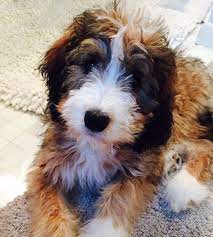 Bernedoodle puppies for sale and dogs for adoption in michigan, mi. Pin On Love Dogs