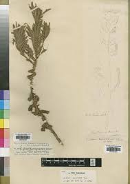 Image result for Kotschya africana