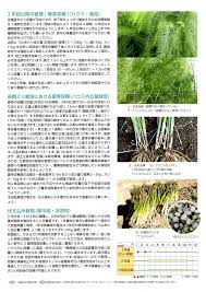 西洋野菜 サカタ交配 アスパラガス 2018年ｎｅｗ ウエルカムａｔ 野菜と花の種 苗 緑肥の通販 野菜作り 家庭菜園なら 清水屋種苗園藝 商品詳細
