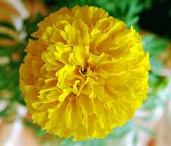 Check spelling or type a new query. Bunga Tahi Ayam Toko Bunga Florist Jakarta Toko Bunga Online Florist Di Jakarta Toko Bunga 24 Jam