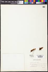 Image result for Grammitis cryptophlebia