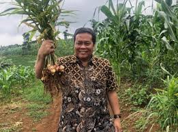 Tanaman pertanian yang sangat menguntungkan. Tanam Jahe Di Luar Musin Jauh Lebih Menguntungkan