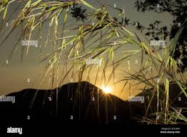 Image result for Hyperthelia dissoluta