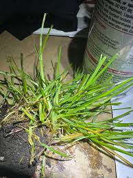 Image result for Poa annua