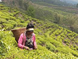 COFFE PLANTING IN NEPALको लागि तस्बिर परिणाम
