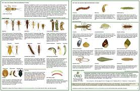 macroinvertebrate id activity environmental education