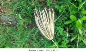 Image result for Chloris virgata
