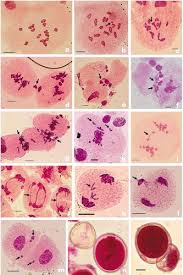 Image result for Cleome polyanthera