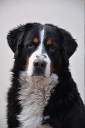 Bernese rottie (bernese mountain dog x rottweiler). Bernese Mountain Dog Wikipedia