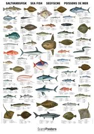 Saltwater Fish Chart