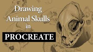 Click on the button below the picture! Artstation John Saleem Animal Skulls Anatomy Study In Procreate