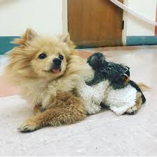 King Kong Da Pom Cute Dogs And Puppies Cute Animals Cute Dogs