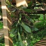 Image result for Aerangis collum-cygni