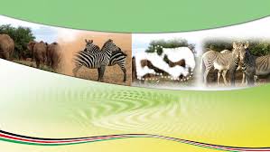 Image result for Aster milanjianus