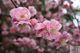 5 m (18 ft) moisture: Winter Hill Tree Farm Apricot Weeping Prunus Mume Pendula