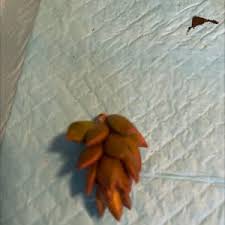 Check spelling or type a new query. Variegated Spiral Ginger Plant Care Water Sunlight And Nutrients