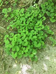 They taste like a combination of both garlic this is the first post of wild flowers of ohio. You Can Eat That Wild Ginger Metro Parks Central Ohio Park System