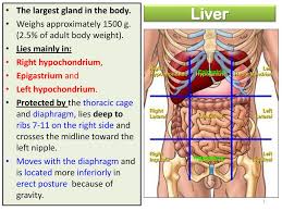 The ribs form the main structure of the thoracic cage protecting the thoracic organs, however their main function is to aid respiration3. Liver Spleen Ppt Download