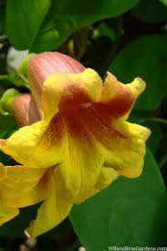 Image result for Bignonia